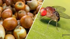 Zbavila jsem se mušek v cibuli a květinách pomocí obyčejné vinné zátky (a doporučuji vám to také – funguje to!).