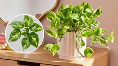 Scindapsus čistí vzduch a přináší peníze: jaká to zázračná rostlina!