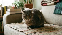 7 varovných signálů, že vaše kočka má bolesti