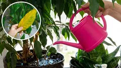 Proč vaše pokojové rostliny vadnou? Jak se vyvarovat chyb při zalévání.