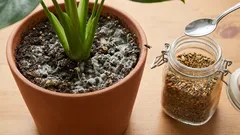 V půdě pro pokojové rostliny se objevila plíseň nebo se v ní hemží mouchy? Koření může pomoci.