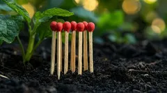 Proč pálit zápalky na okurkové záhoně: podivný rituál, který chrání před padlí