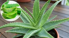 Domácí aloe: tajemství jejích prospěšných vlastností a krásy, které vám unikají.