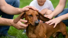 Taks: proč si tento výjimečný pes získá srdce celé rodiny